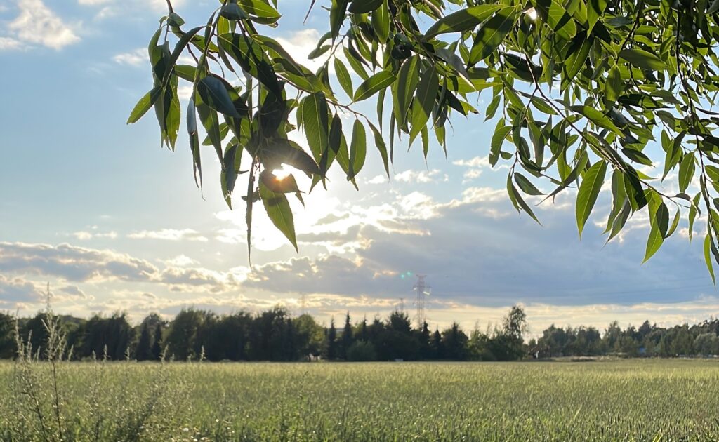 Auringonlasku pellolla